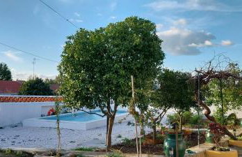 Cantinho de Terena - Cheiros Da Terra - Foto 8