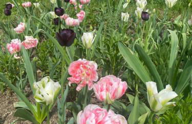 Schöne Wohnung in der Altstadt - Foto 63