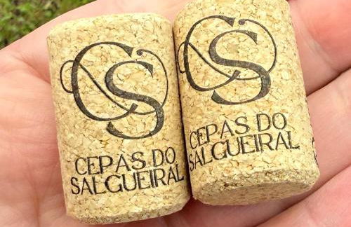 Cepas do Salgueiral - Guest House - Apartamento Centro de Tondela - Foto 11