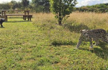 Beautiful 1-bed Cabin in Newmarket - Foto 39