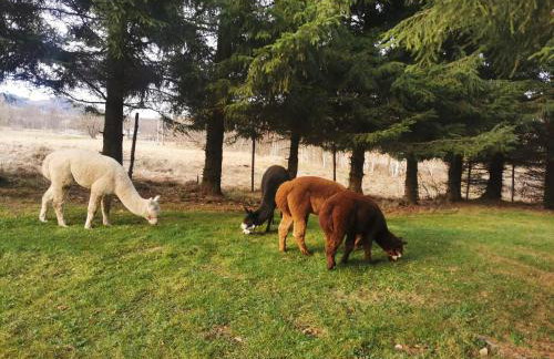 Nad Potokiem z Alpakami - Foto 26