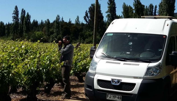Percorrendo os vinhedos do vale de Itata