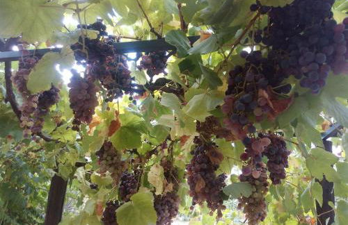 Quinta do Tempo Turismo Rural - Foto 23