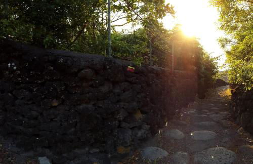 Adega dos Terceira - Photo 3