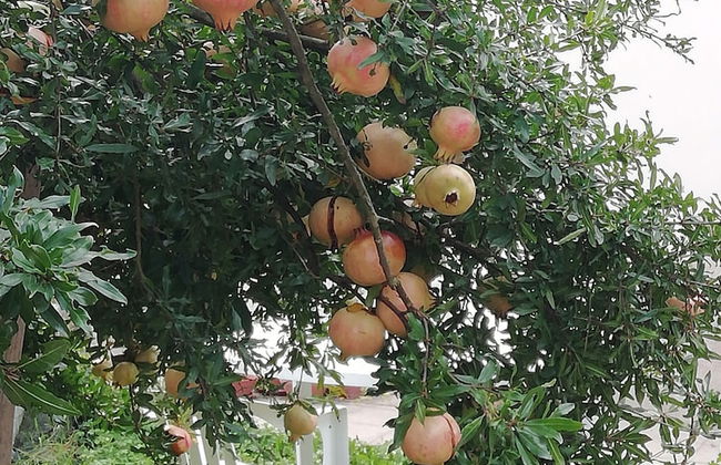 B&B Ciliegio Felice - Foto 39