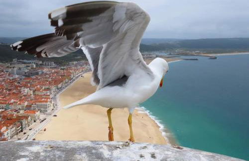 Lucas House - Foto 48