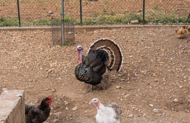 Agriturismo Pozzo Fiorito - Foto 57