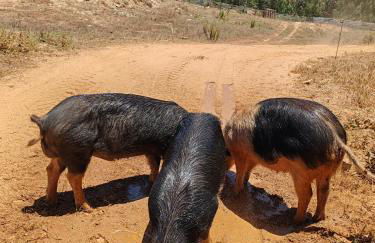 Herdade Monte Novo Do Pocinho - Foto 49