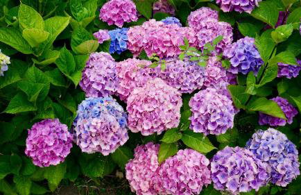 Maison jardin bord de mer Bretagne authentique - Foto 28