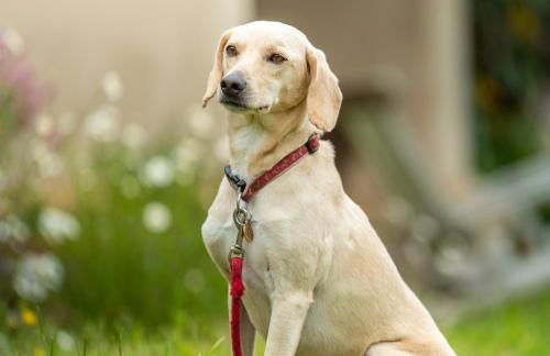 Hogchester Cottage - Photo 17