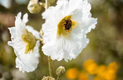 Thomashof Klein-Mutz - Foto 73