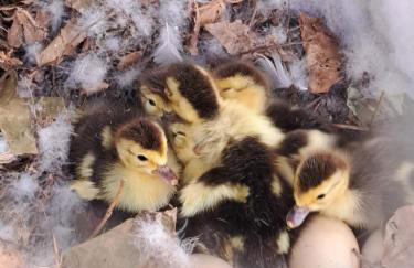 Apartamento Rural Vainilla - Photo 24