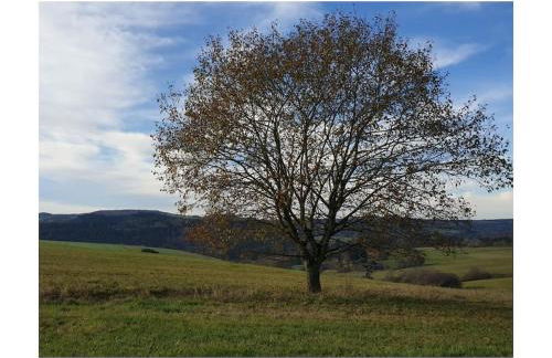 Eifelcottage Wren - Foto 31