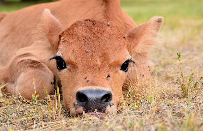 Diamond Forest Farm Stay - Foto 24