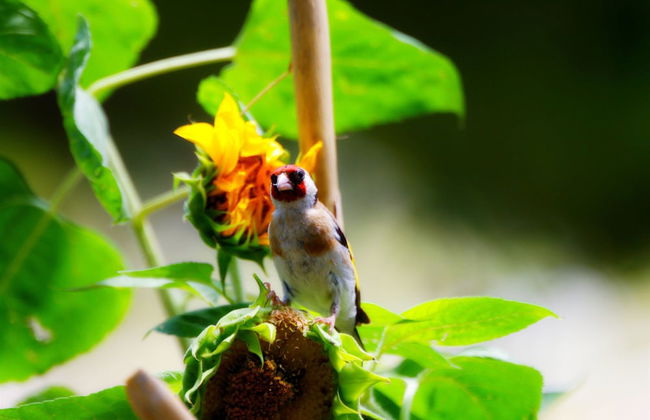 Villa Ivana - Foto 35