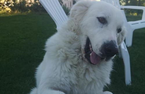 Il Tetto Verde - Foto 17