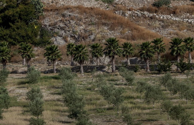 Masseria Agnello - Photo 43