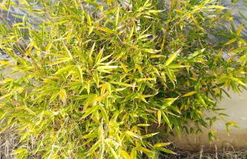 MENTOROS VILLAS - Foto 58