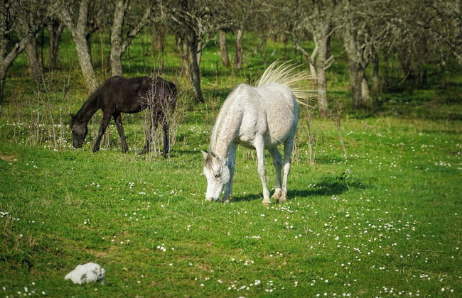 Rafting Camp Grand Tara - Foto 15