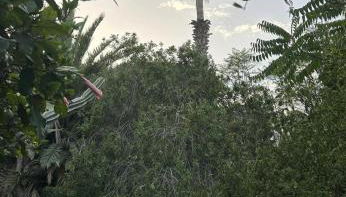 Schicciolina - Foto 3