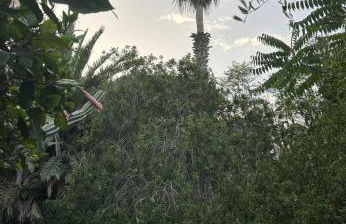 Schicciolina - Foto 3