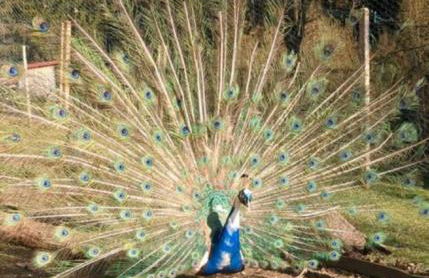 Ferienwohnung Goldfasan - Foto 27