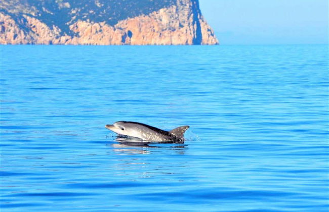 Observation de dauphins sur l'île de Figarolo - Photo 6