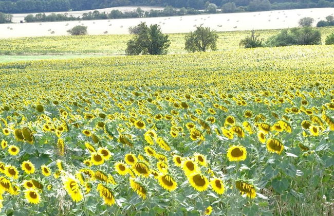 Spacious Holiday Home in Wienrode near Braunlage Ski Area - Foto 28