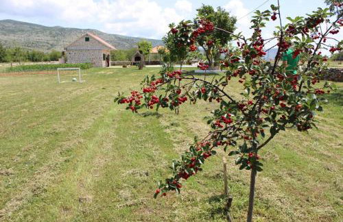 Nikini dvori - Foto 4