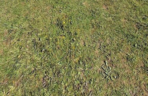 Beech Pod Cabin in beautiful surroundings Wrexham - Foto 20