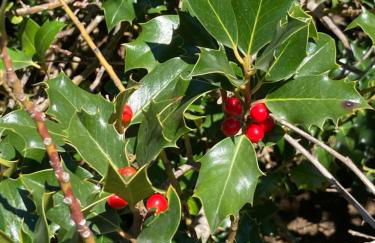 CASA MARTIN - Foto 21