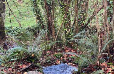 La Casina del Cabecin en Parque Natural de Redes - Foto 37