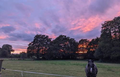 Cosy Owl - Shepherds Hut - Foto 12