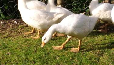 Agriturismo Il Melo - Photo 2