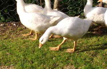 Agriturismo Il Melo - Foto 2