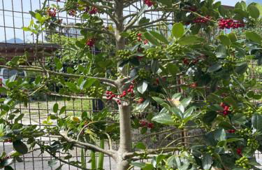 Villa Rosi - Foto 18