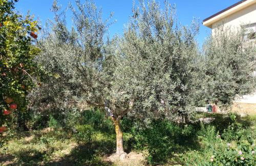 A Casa Mia - Foto 40