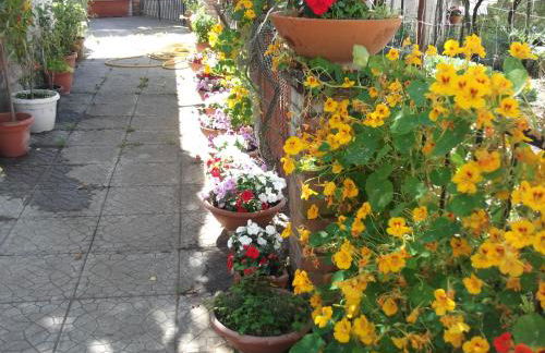 Le Mimose - Photo 52