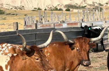 Cozy Cottage Rental for Six on a Working Ranch in Crawford, Nebraska - Foto 17