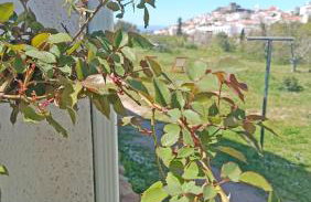 Ola Linda - Casa de Campo - - Foto 35