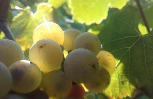 Ferienweingut Ulrike Thul - Foto 20