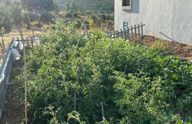 Zeus kır evi - Photo 25