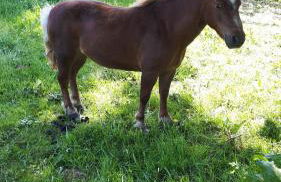Gîte LES CHANTS DU CREPUSCULE - Foto 24