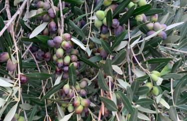 Agriturismo Cerquatonda - Foto 28