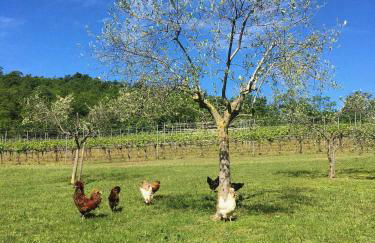 Agriturismo Ca' Cristane - Foto 51