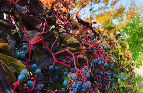 La casa di Noah - Foto 25