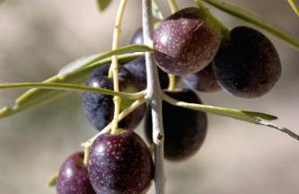 Cortijo El Álamo - Foto 17