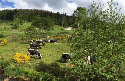 Chalet SPA Le Diamant Nathalie MN La Rouge - Foto 49