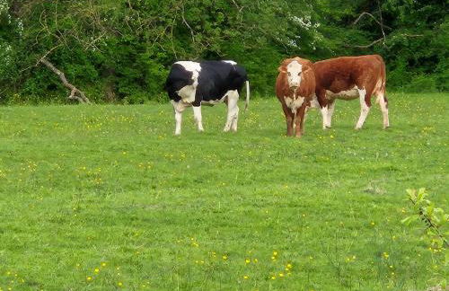 Le chalet du bord de Saône - Foto 44