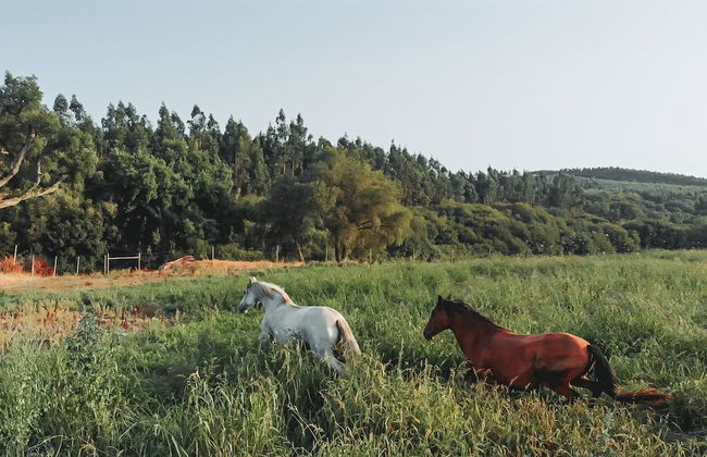 Herdade dos Cordeiros - Foto 42